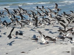 Florida_2007-2008-024